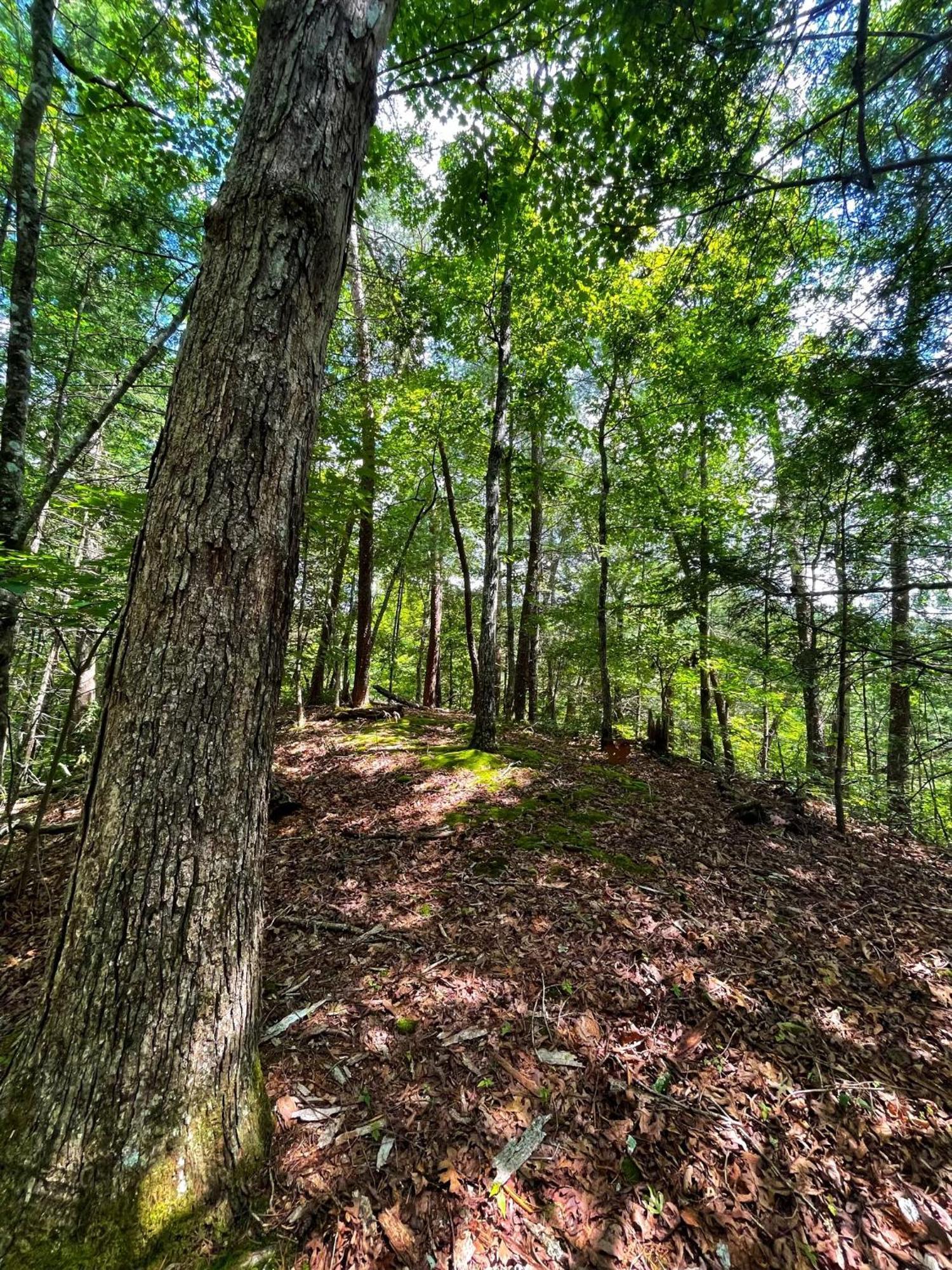 Cosby Tiny House, Wifi,Hot Tub,Secludedヴィラ エクステリア 写真